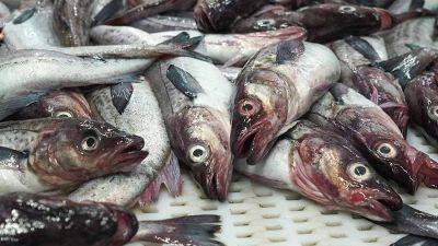 Росрыболовство предложило запретить ввоз рыбной продукции с Фарерских островов