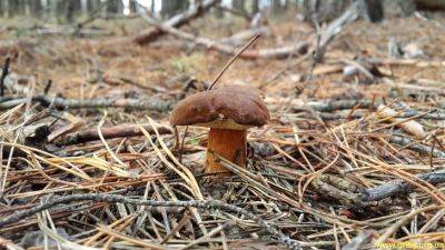 Срочно двигайте в лес, пока конкуренты все не собрали: какие грибы можно собирать в октябре в Украине