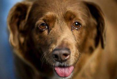 Самая старая собака в мире умерла - собака Бобби умерла в 31 год в Португалии - фото - apostrophe.ua - Украина - Португалия