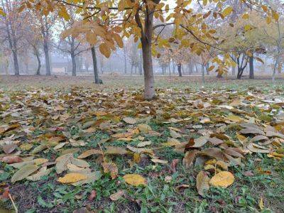 Облачно, дождь и туман. Какая будет завтра погода в Харькове и области