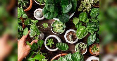 Зеленый чай и кофейная гуща: как сделать домашнее удобрение для комнатных растений