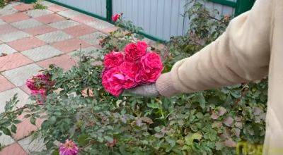 Не погубите цветы: как на самом деле нужно обрезать розы на зиму