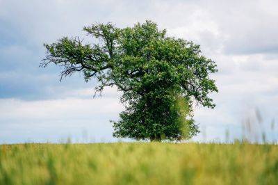 В Чехии выбрали самое красивое дерево 2023 года
