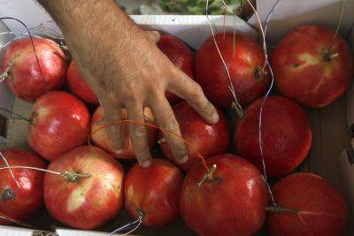Ущерб от войны на юге и севере Израиля: куры, овощи, фрукты