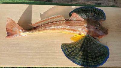 В Одессе поймали краснокнижную рыбу | Новости Одессы - odessa-life.od.ua - Норвегия - Украина - Крым - Одесса