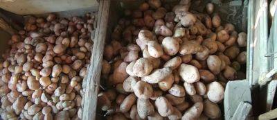 Поможет обычная солома: что нужно сделать, чтобы картошка не прорастала в погребе всю зиму