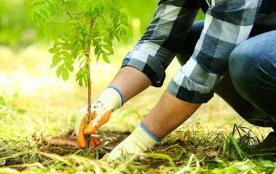 В рамках программы Зеленая страна высажено почти 400 млн деревьев