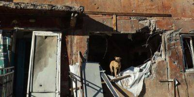 Вільям Бернс - Собаки на руинах Авдеевки. Нацполиция показала животных, которые выживают на востоке страны во время войны — щемящие фото - nv.ua - Украина