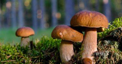 Сезон грибов: как правильно собирать и готовить