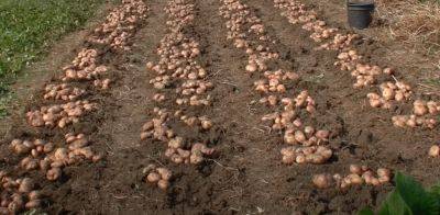 Урожая в следующем году будет в два раза больше: чем нужно осенью удобрить картофельные грядки