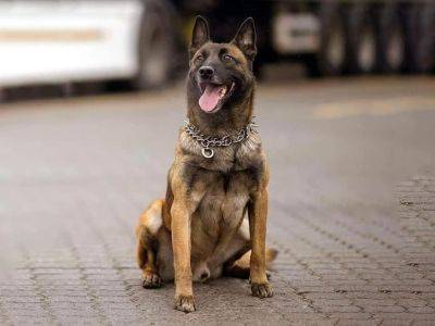 Погибший пес-таможенник Боцман получил отличие | Новости Одессы