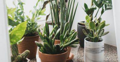Они помогут вам сорвать куш: какие комнатные растения могут приманить в дом достаток