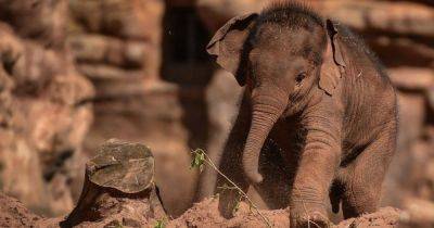Обнаружили опасную бактерию: раскрыта причина внезапной гибели слонов в Африке
