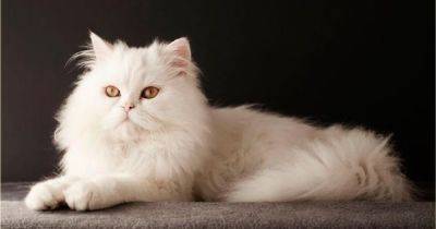 Прекратить страдания. Ученые назвали породы кошек, которые не стоит покупать - focus.ua - Украина