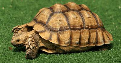 Сбежала из дома: черепаха за 3 с половиной года проползла 8 километров (фото) - focus.ua - США - Украина - шт.Флорида - state Florida