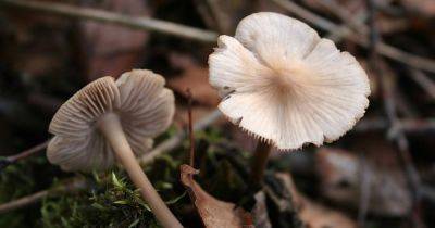 Сюжет в стиле "Одни из нас": грибы Mycena galericulata научились проникать в живые организмы