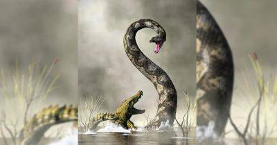 Самый большой удав на Земле. 60 млн лет назад по планете ползала 14-метровая змея весом в тонну - focus.ua - Украина - Колумбия