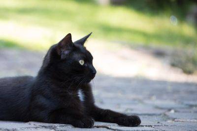 Берегите черных кошек и собак в канун Хэллоуина. Зоозащитники сообщают о страшном тренде