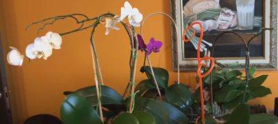 Поможет обычное куриное яйцо: что нужно сделать, чтобы орхидеи начали цвести в два раза пышнее - hyser.com.ua - Украина