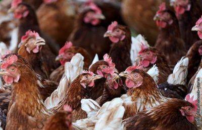 РФ может запретить экспорт некоторых видов мяса птицы