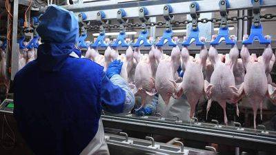 Минсельхоз предложил на полгода запретить вывоз мяса птицы из России