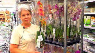 Это будет залогом вечного цветения: что нужно сделать с орхидеей сразу после покупки - hyser.com.ua - Украина