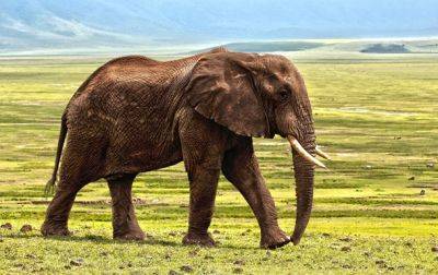 Раскрыта причина внезапной гибели слонов в Африке - korrespondent.net - Украина - Берлин - Виктория - Зимбабве