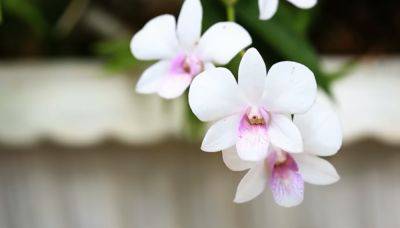 Нежное стимулирование цветения: чем полить орхидею, чтобы она начала выпускать бутоны