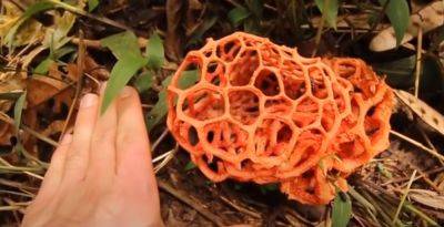 Исчадие ада: как выглядит самый странный гриб, который растет в украинских лесах, и можно ли его потреблять в пищу