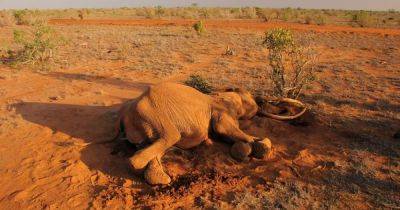 Нечто сотнями косит диких слонов: ученые считают, что наконец-то смогли вычислить "убийцу" - focus.ua - Украина - Зимбабве - Ботсвана