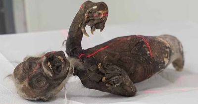Из кого сложили русалку Фиджи: ученые хотят узнать, как создали странную мумию (фото)