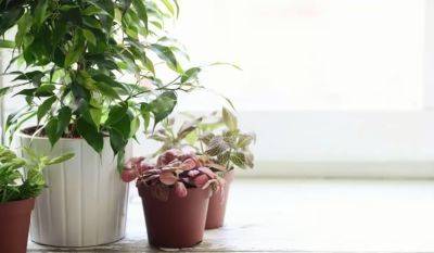 Им нужно помочь пережить зиму: как правильно ухаживать за комнатными растениями осенью