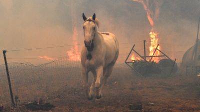 В Австралии убьют более 15 тысяч лошадей ради "защиты природы"