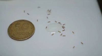 Как избавиться от муравьев в доме: хорошие хозяйки уже знают об этом способе