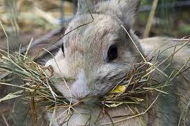 Чем кормить кроликов зимой, чтобы они без проблем пережили холода и откормились