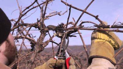 Виноград будет еще крупнее и слаще: как его правильно обрезать в ноябре