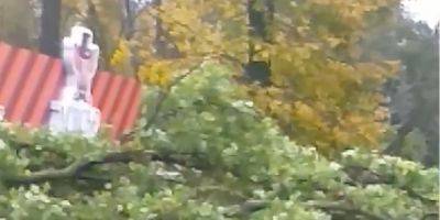 В Киеве сильный ветер повалил дерево на киоск, в котором были люди — видео