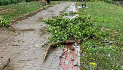 Ураган в Киеве 28 октября - дерево убило мужчину - фото и видео