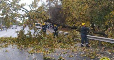 Только на Киевщине ураган повредил 600 деревьев, 300 ЛЭП и более 7 тысяч трансформаторных подстанций