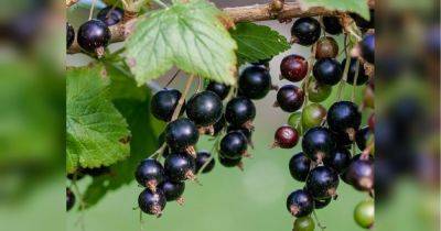 Подкормка черной смородины в ноябре: сделайте ее обязательно, чтобы растение хорошо перезимовало