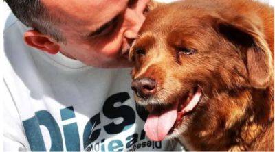 Умер самый старый пес в мире: Боби был 31 год