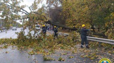 В Киеве повреждены или повалены почти 600 деревьев, движение транспорта затруднено