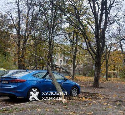 Поваленные деревья и порванные провода – последствия урагана на Харьковщине