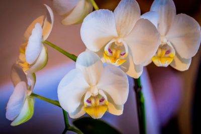 Не вздумайте выбрасывать орхидею, если она даже полностью засохла: как реанимировать любимый цветок