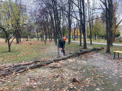101 дерево и 94 большие ветки повалил ветер в Харькове