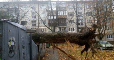 Погода разбушевалась: в Киеве падают деревья, есть погибшие, службы в усиленном режиме (видео, фото)