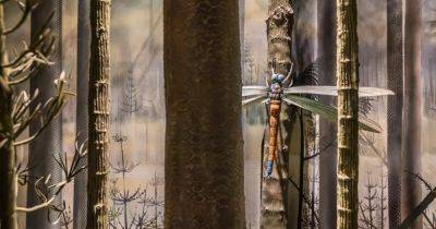 Самое крупное насекомое на Земле: размер крыльев "гигантской стрекозы" достигал 71 сантиметра