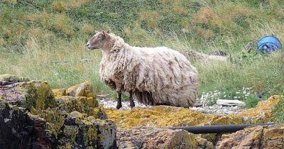 Обросла шерстью и не может стоять: самая одинокая овца 2 года жила на необитаемой скале (фото)