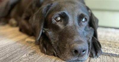 Трогательный момент: дрон помог воссоединиться хозяину с пропавшей слепой собакой (видео)