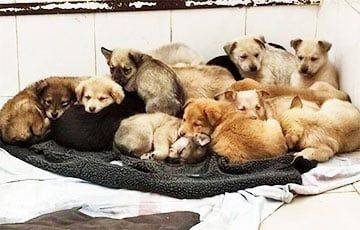 В витебский приют для животных привезли сразу 19 щенков